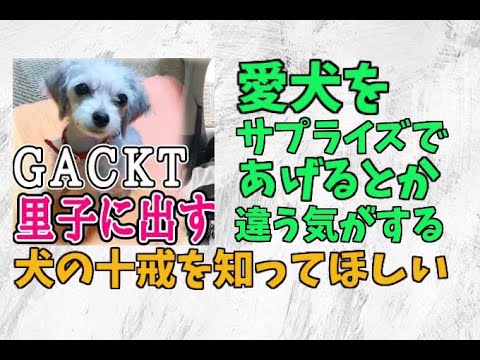 愛犬 ガクト 【画像】ガクト(Gackt)のマレーシア自宅住所はKL！移住理由や愛犬も紹介！｜Media Sunshine