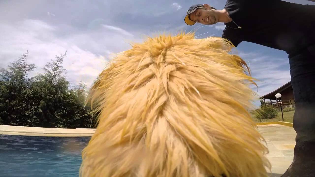 Golden Friend Forever Kennel. Jade na piscina YouTube