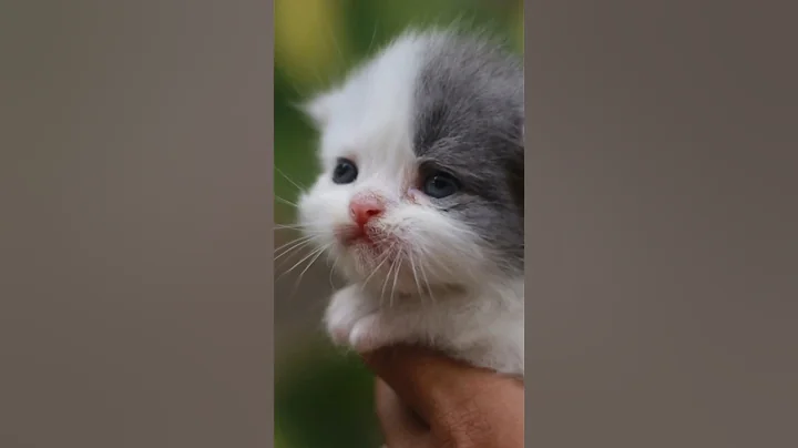 Video 5313661: persiancat kitten, doll kitty, kitty face, home pets