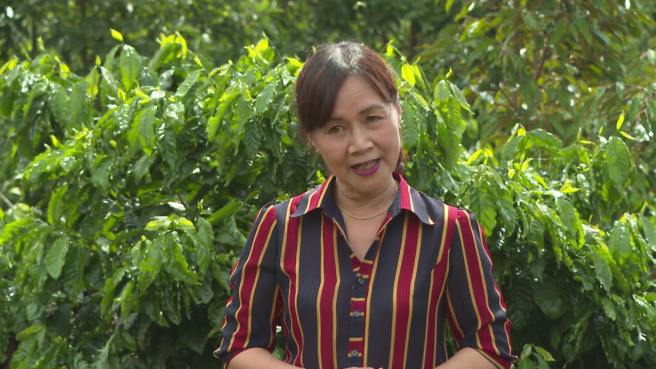 Outline Video CÁCH BÓN PHÂN CHO CÀ PHÊ ĐẦU MÙA MƯA NĂM 2021 - Kỹ Thuật Nhà Nông