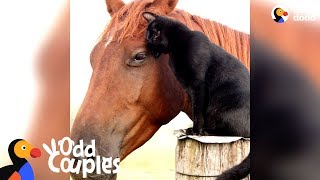 Cat Rides His Favorite Horse Every Day - CHAMPY & MORRIS | The Dodo Odd Couples Cat Rides His Favorite Horse Every Day - CHAMPY & MORRIS | The Dodo Odd Couples