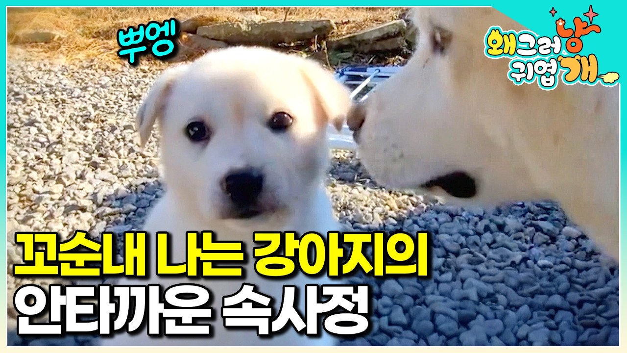 깊은 산속 심마니 곁을 지키는 강아지 삼남매. 사이좋던 심마니 가족 사이에 긴장감이 감돌기 시작했다│#왜그러냥귀엽개