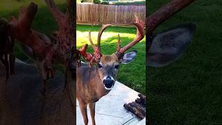 How deer change their antlers #deer #antlers #buck #animals #shorts #pets