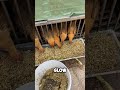 The Chicken Farming Secret Feed for Growth🤯 #short #the #chicken #farming #feed #viral #facts