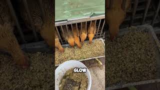 The Chicken Farming Secret Feed for Growth🤯 #short #the #chicken #farming #feed #viral #facts