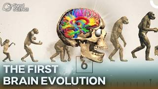How did The First Brain Evolved? The Process of Human Evolution