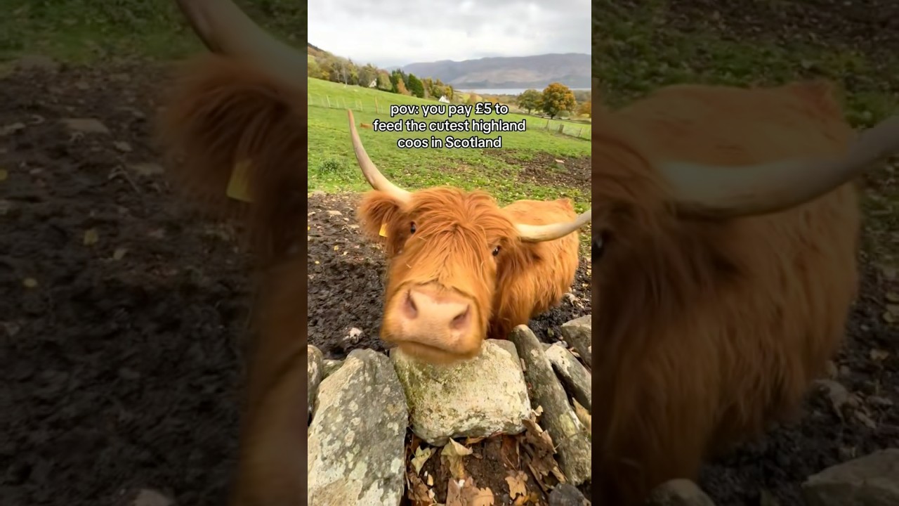 Feeding Highland Coos in Scotland