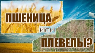 Проповедь  «Пшеница или плевелы?» — Андрей П. Чумакин / Матфея 13:24-30