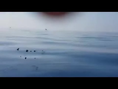 Video Delfino intrappolato in una rete, il video del salvataggio a Salerno