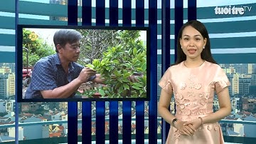 Góc nhìn trưa nay | Thủ phủ mai TP.HCM tất bật những ngày cận Tết