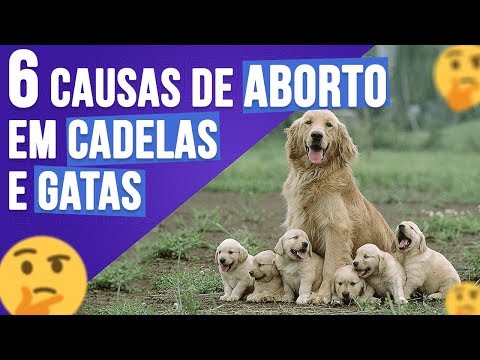 Vídeo: Aborto Em Cães - Prevenção De Gravidez Em Cães