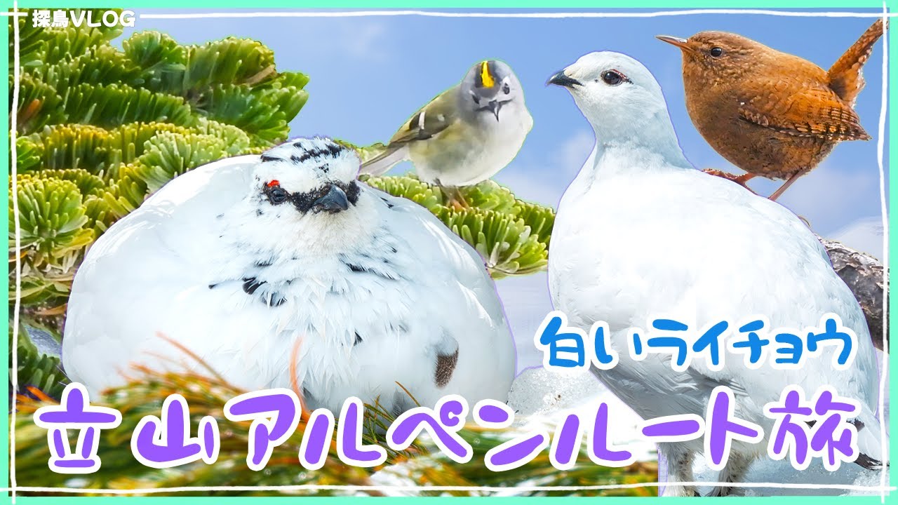 立山黒部旅2025～冬羽のライチョウ！室堂平で豆大福発見！立山黒部