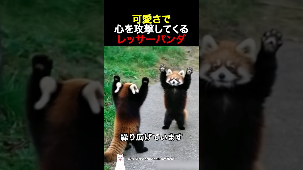 可愛さで心を攻撃してくるレッサーパンダ