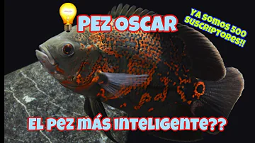 ¿Cuál es el pez de acuario más inteligente?