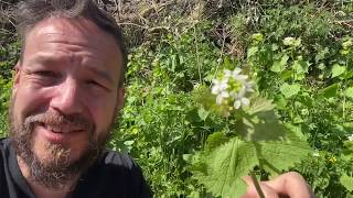 Foraging Wild Garlic Mustard AKA Jack By The Hedge