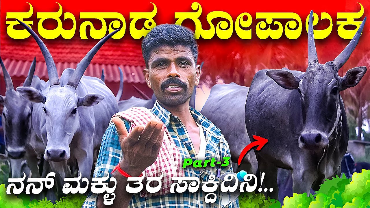 ನಾಟಿ ಹಸುಗಳನ್ನು ಸಾಕುತ್ತಿರುವ ರೈತ | ಅರಸೀಕೆರೆ ನಾಗರಾಜ್ ರವರ ಹಳ್ಳಿಕಾರ್ ಸಾಮ್ರಾಜ್ಯ