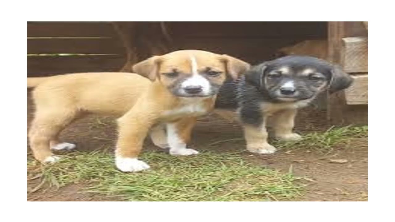 THE FOUR 4 COMMON LOCAL DOG BREEDS IN GHANA