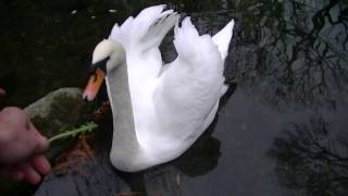 Лебедь задира в пруду парка Воронцова  Алупка  Кормление с рук. Swan bully in the park pond.