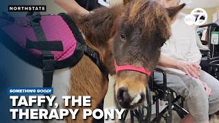 Taffy the therapy pony trots into hearts as she spreads joy in the Northstate