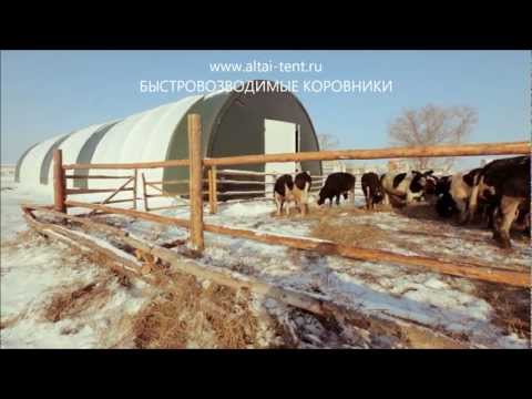 Холодное содержание телят, бычков, коров, КРС на откорм