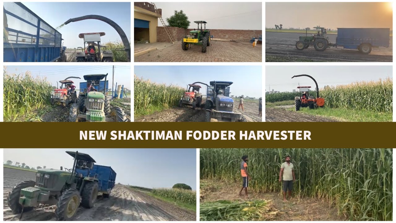 Harvesting Corn with New Shaktiman Fodder Harvester -Shaktiman Farm Machinery. Like and subscribe.🙏