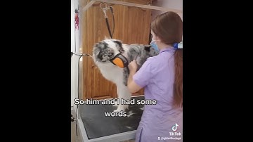 Border Collie shows aggression for grooming