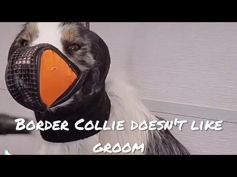 Video: Collie sempadan