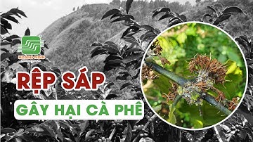 RỆP SÁP GÂY HẠI TRÊN CÂY CÀ PHÊ