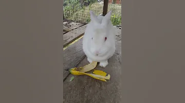¿Qué ocurre si un conejo se come una cáscara de plátano?