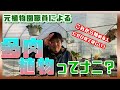 多肉植物とは？原点に立ち返り今更ですが掘り下げてお話しします。