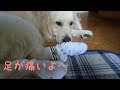 ケガをしたので靴下を履いて散歩する英国ゴールデンレトリバーギンちゃん(1歳)