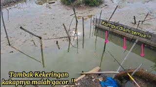 Diluar Perkiraan..!! Ternyata mancing kakap disaat tambak kekeringan lebih gacor.