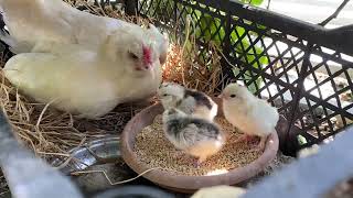 Sürpriz Bir Şekilde Gurk Olan İspenç Tavuk 🐣 Bugün Civcivleri Çıktı - Egg  Hatch 🐣 Hen Harvest
