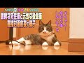 直接対面前夜の先住猫と後輩猫の様子【restartゆめきいEP06】【保護猫成長記録】