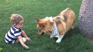 Corgi playing catch with baby