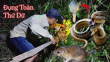 " SĂN ĐÊM " Miền Tây - Chuột Khìa Nước Dừa và Rắn Xào Lá Cách Ngon Bá Cháy | Lộc Cá Lăng Tập 52