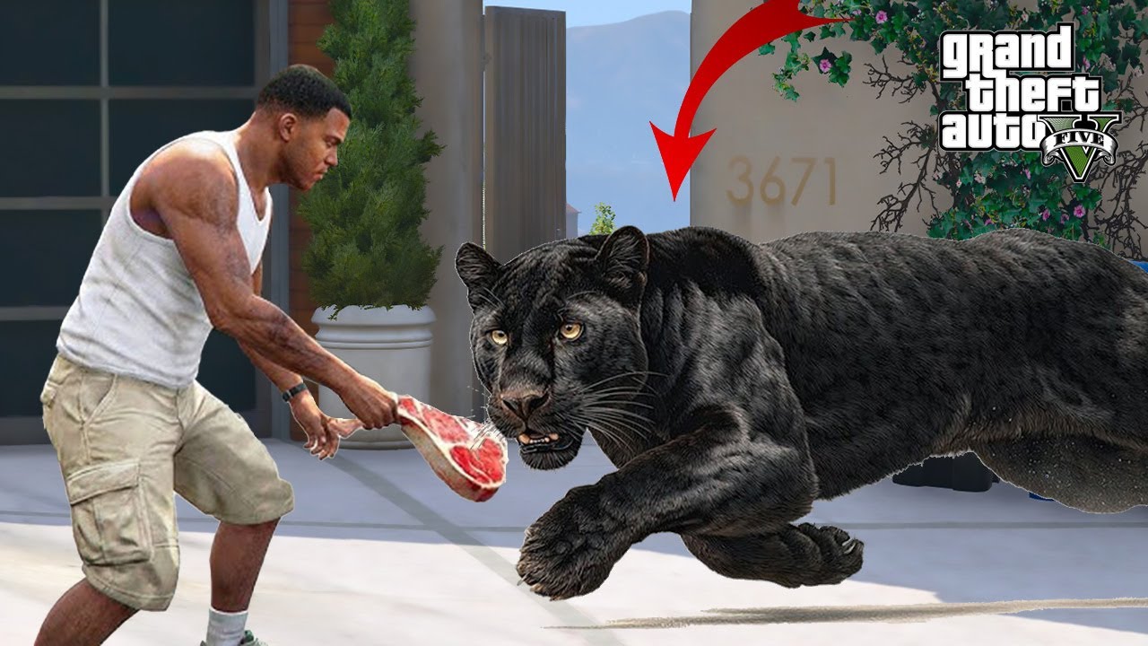 GTA 5 : Franklin Tries To Catch The New Rare Black Panther In Gta 5 (GTA 5 mods)