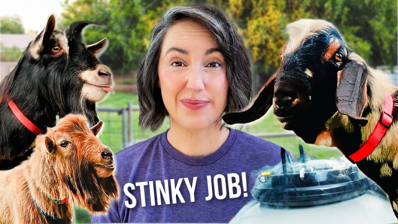 We're Freezing Our Bucks... And Making Baby Goats!