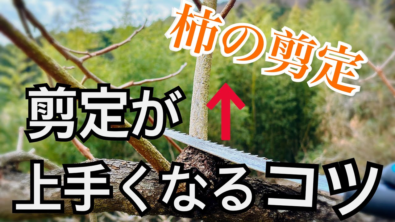 柿の木の剪定#36 樹形を乱さず流れを作る