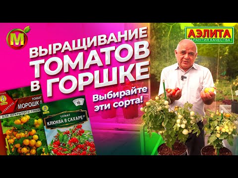 Выращивание томатов черри