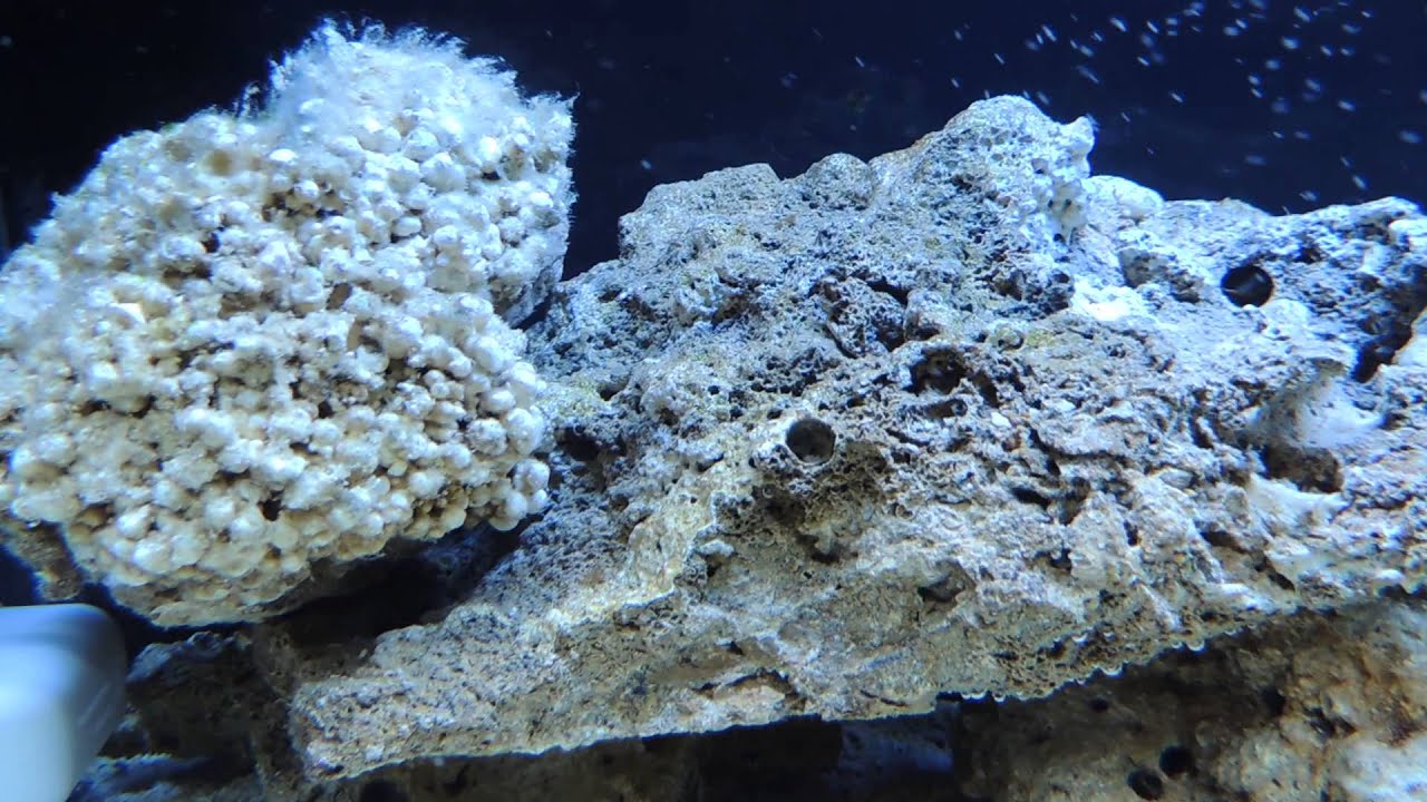 Acquario di barriera corallina ~ 1° Mese - YouTube