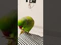 parrot talking 🦜 l Green parrot #shortsfeed #shortvideo #shorts #parrot #parrottalking #birds