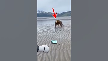 What to do in a Bear Attack!