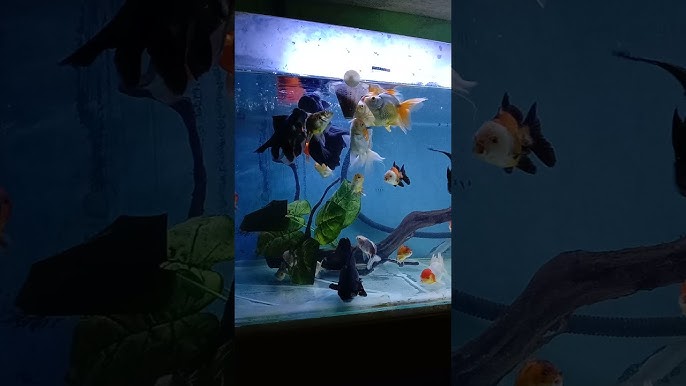 40 Ikan Mas Koki Bertelur Di Aquarium Gratis Terbaru