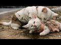 Poor Cat Trusted His Friend… The Ending Is Heartbreaking 💔