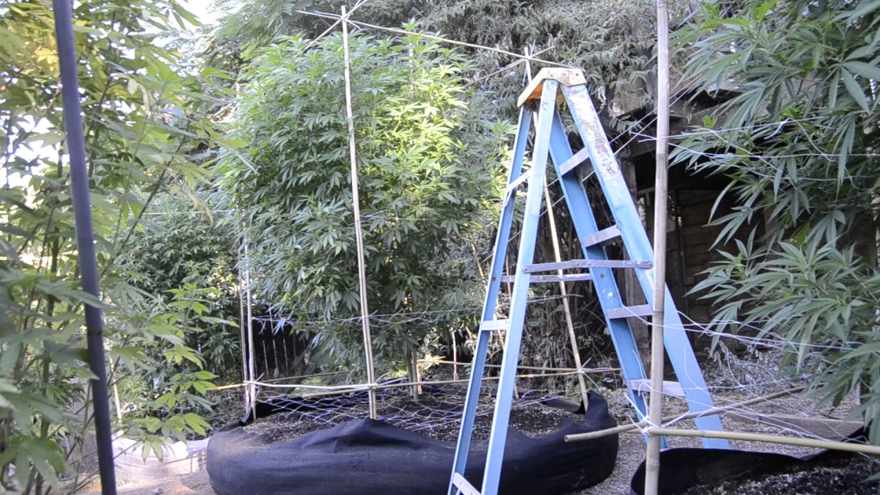 2017 outdoor grow getting ready for flower