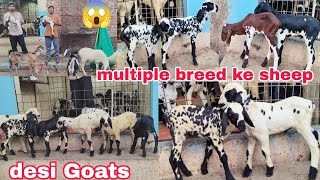 All Cheap Multiple Breed Marchela Guntur Anantapur Sheep Kids Are Available In Hyderabad