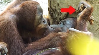 オランウータン Youtube オランウータン Youtube