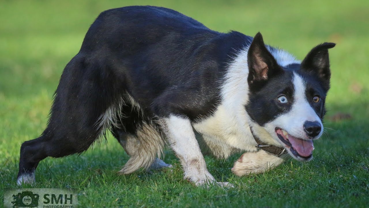 Lot no 41 Sidan Skye 00/400670..Dolgellau online sale 2-4th Feb (Mr.D.Howells +44 7956 409586)