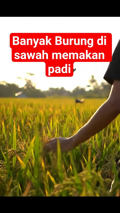 Burung di sawah #suaraburung  #disawah